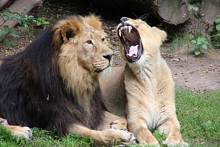 two lion on ground at daytime thumbnail