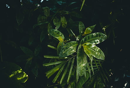 selective focus photography of green leafed plant thumbnail
