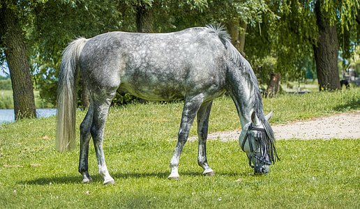 gray and white horse on grasses during daytime thumbnail