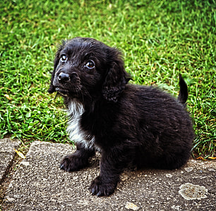 black Boykin spaniel puppy sitting on concrete pavement at daytime thumbnail