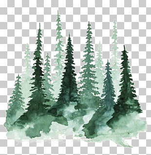 Study of a Tree Watercolor painting Pine, forest, green christmass tree illustration PNG clipart