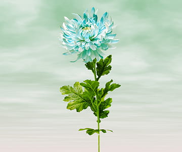 selective focus photography of teal petaled flower thumbnail