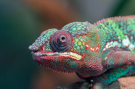 shallow focus photography of chameleon thumbnail