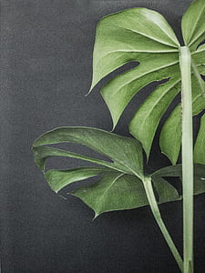 green leaf plant thumbnail