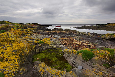 rock cliffs with yellow petal of flowers thumbnail