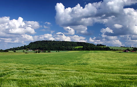green forest during daytime thumbnail