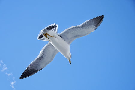 white and black seagull flying in the sky thumbnail