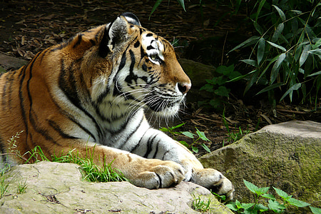 tiger laying on rock surface thumbnail