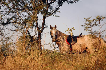brown horse with saddle near tree thumbnail