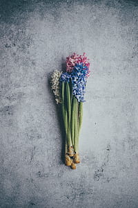 blue, pink, and white flowers thumbnail