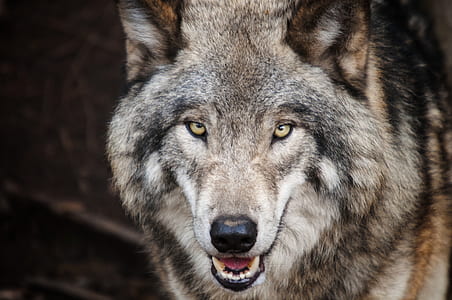 Brown Wolf thumbnail