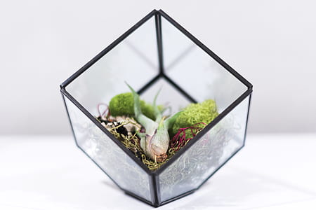 focus photo of green leaf plant in clear glass pot thumbnail