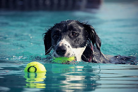 white and black dog swimming on body of water thumbnail