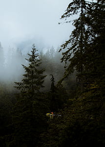 green tree lot thumbnail