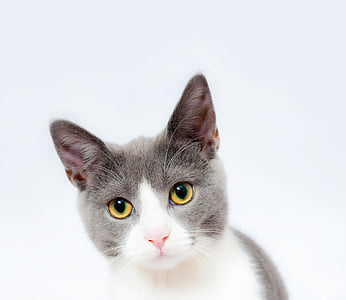 short-coated gray and white cat thumbnail