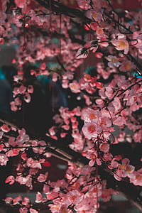 selective focus photo of pink petaled flowers thumbnail
