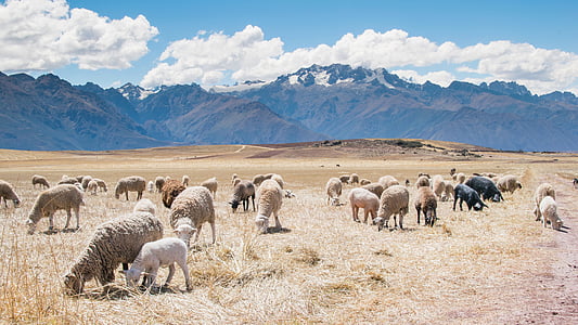 flock of sheep on grass field near mountains thumbnail