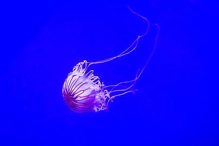 pink and purple jellyfish thumbnail