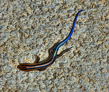 black and blue lizard on concrete surface thumbnail