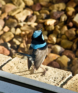 selective focus photography of blue and gray bird on gray surface thumbnail