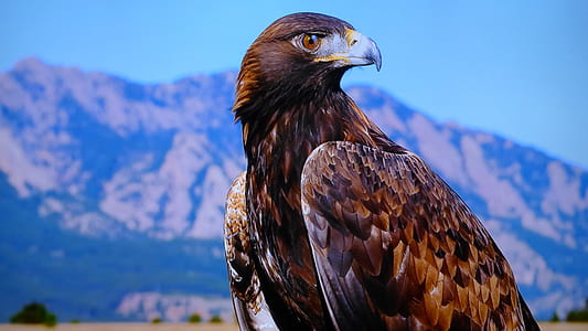 close-up photography of brown eagle thumbnail