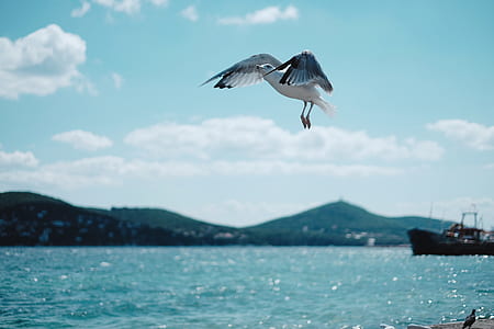 shallow focus photography of flying sea gull above seawater thumbnail