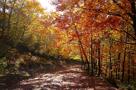 pathway surrounded by trees at daytime thumbnail