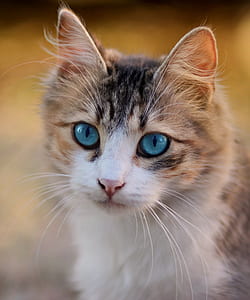 closeup photo of brown tabby cat thumbnail