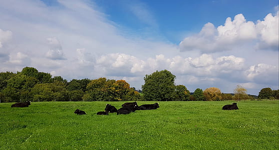 photo of animals on green grass field thumbnail