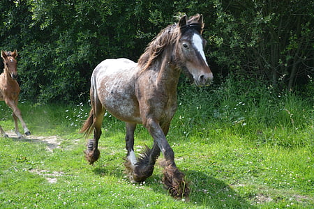 brown and white horse near green leaf trees during daytime thumbnail