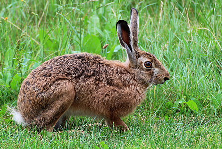 brown rabbit beside green grass during daytime thumbnail