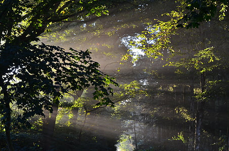 forest during daytime thumbnail