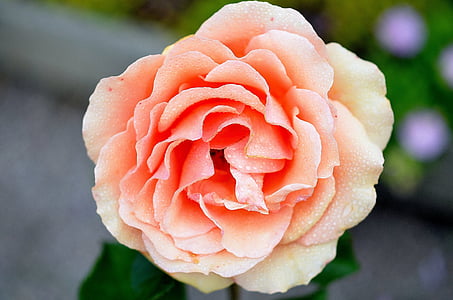 selective focus photography of orange rose thumbnail