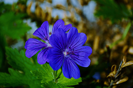 close-up photo of blue flowers thumbnail