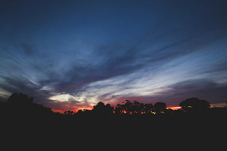 silhouette photo of trees thumbnail
