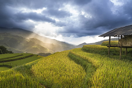 brown wooden hut and grass thumbnail