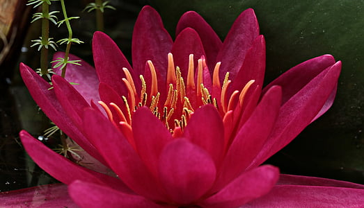red lotus flower in close up photography thumbnail