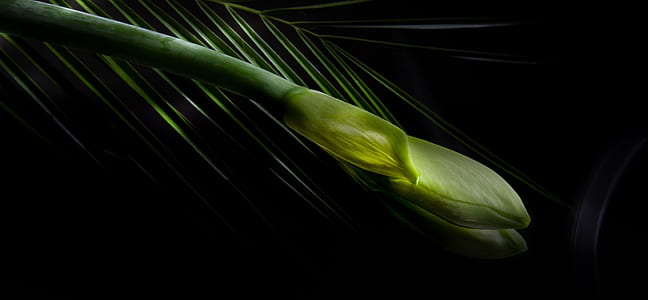 photo of green leaves thumbnail