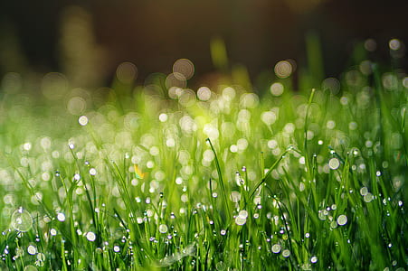 close-up photography of water drops on green grass thumbnail