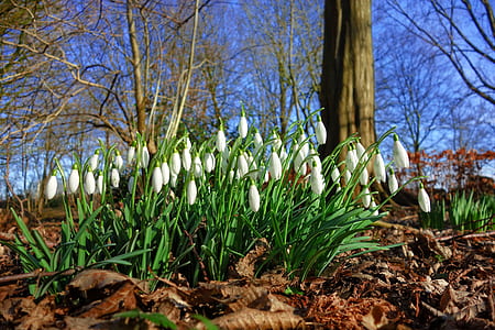 white snowdrop flowers at daytime thumbnail