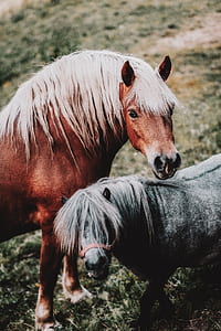 two gray and brown horses next to each other thumbnail