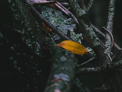 dried leaf on tree thumbnail