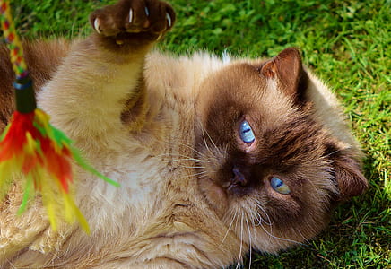 brown cat laying on green lawn thumbnail