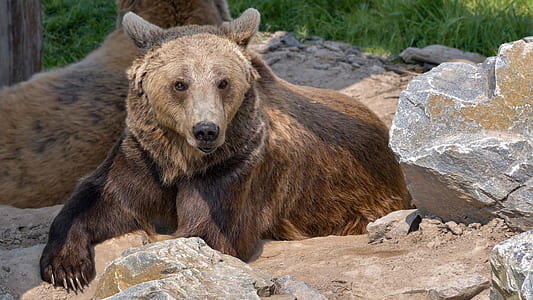 two brown bears lying beside rock thumbnail