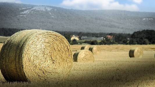 shallow focus photography of rolled hays during daytime thumbnail
