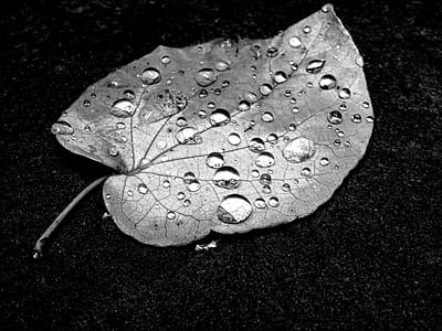 water, pattern, dew, rain thumbnail
