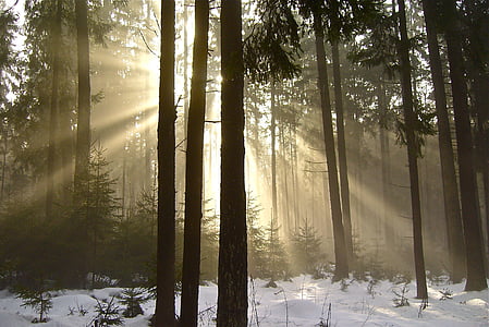 brown trees on snow covered field thumbnail
