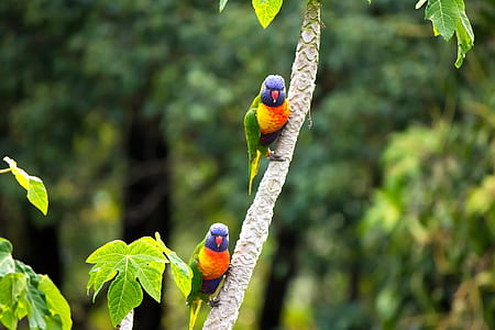 selective focus of two Rainbow Finch birds perched on tree thumbnail