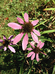 Black-Eyed Susans, Dried Flowers thumbnail