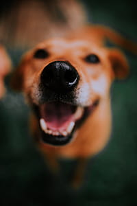 Close-up Photo of a Dog's Snout thumbnail